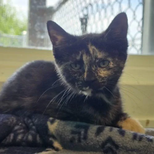 A baby small-sized female Tortoiseshell Domestic Short Hair cat named Moana for adoption in Elizabeth, IL