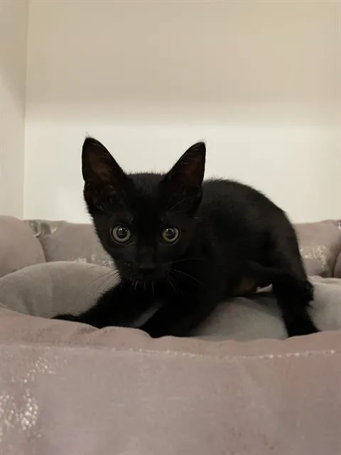 A baby small-sized female Domestic Short Hair cat named Wheat for adoption in Sugar Land, TX