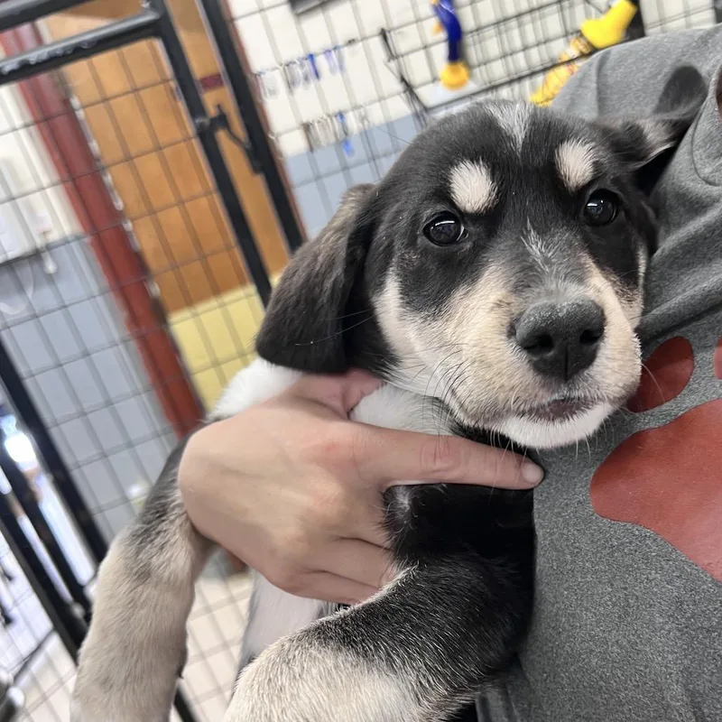 A baby medium-sized female Husky dog named Cordelia for adoption in Grand Junction, CO