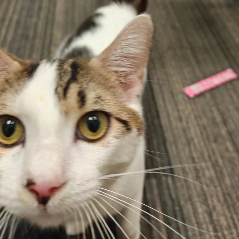 A young medium-sized male Domestic Short Hair cat named Frank for adoption in Cumming, GA
