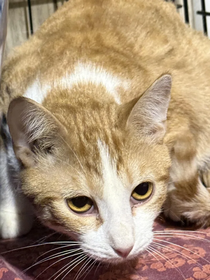 James Whitcomb Riley