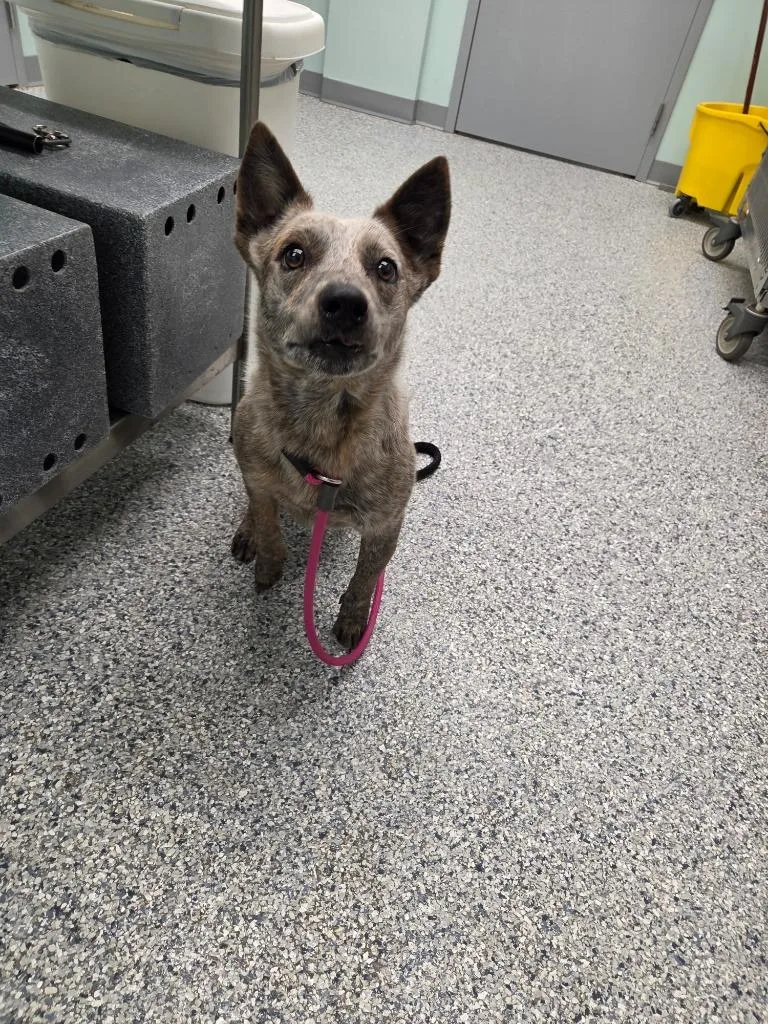 A young medium-sized female Terrier dog named Grace for adoption in Athens, TN