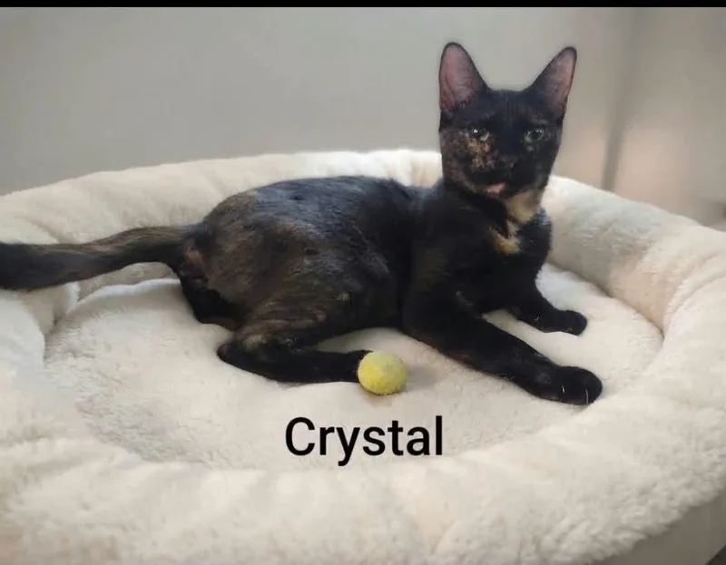 A young medium-sized female Tortoiseshell cat named Crystal for adoption in Wyandotte, MI