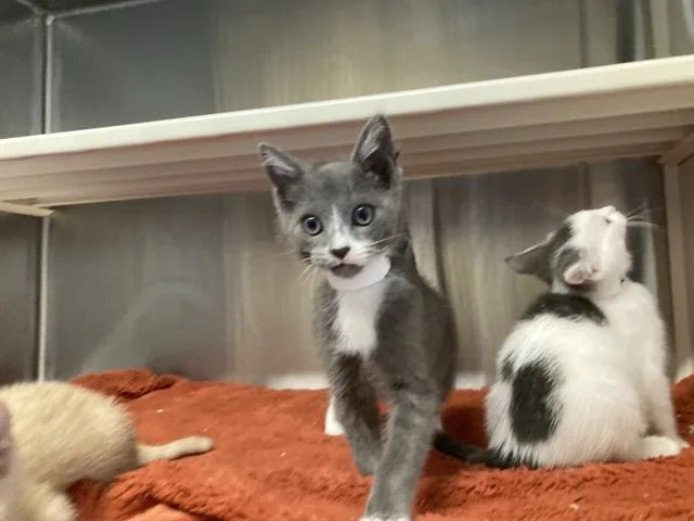 A baby small-sized male Domestic Short Hair cat named Hunter for adoption in Tustin, CA