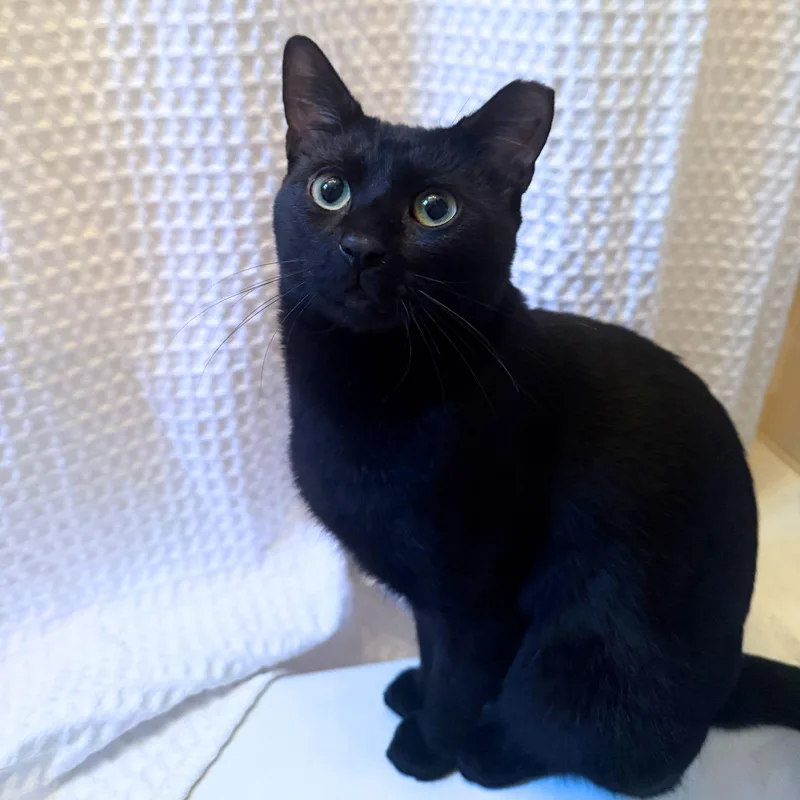 Roof Deck thumbnail 2