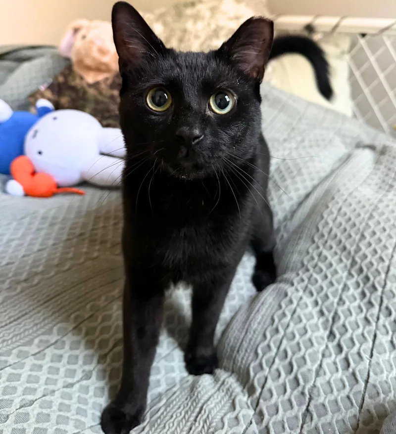 Roof Deck thumbnail 3