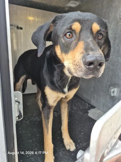 An adult medium-sized male Labrador Retriever dog named Samson for adoption in San Antonio, TX