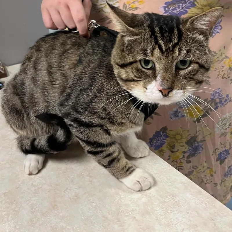 An adult large-sized male Tabby (Buff / Tan / Fawn) Domestic Short Hair cat named Biscuit for adoption in Lincoln, MI