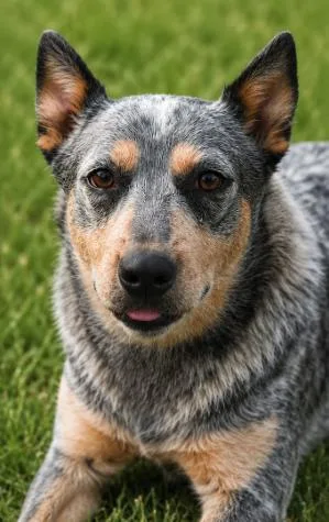 Harmony Deaf Dog