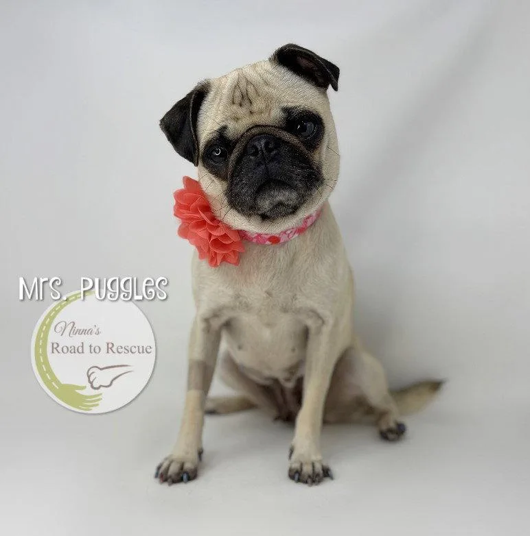 An adult small-sized female Pug dog named Mrs. Puggles for adoption in Benton, LA