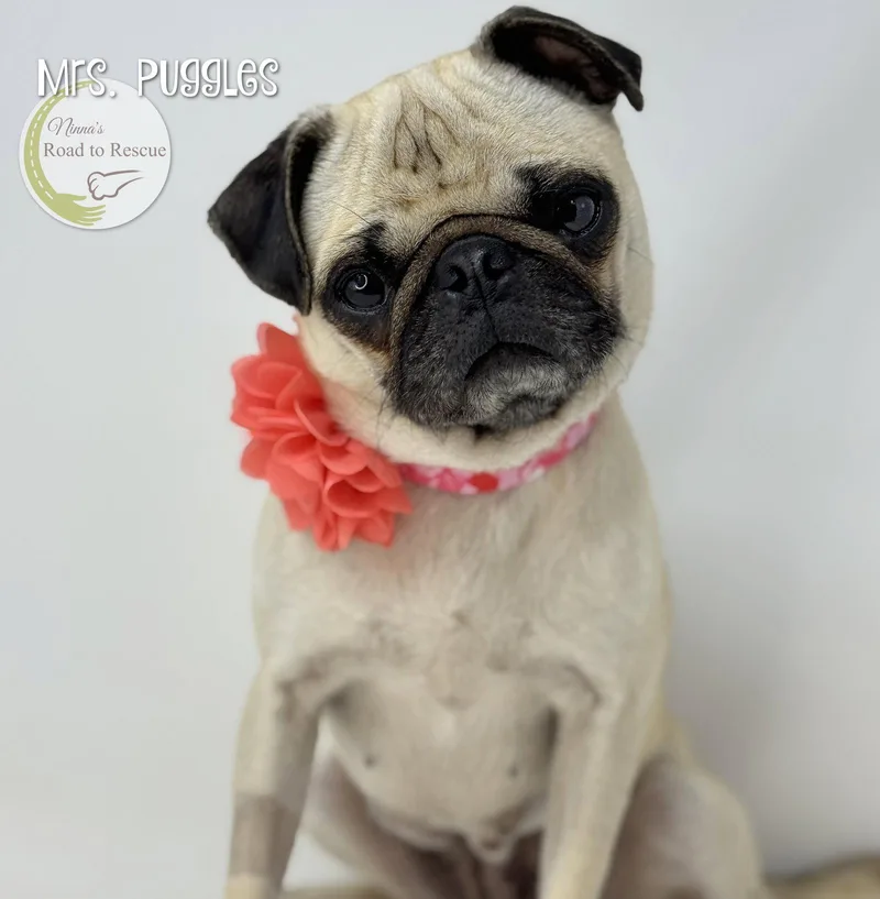 Mrs. Puggles thumbnail 2