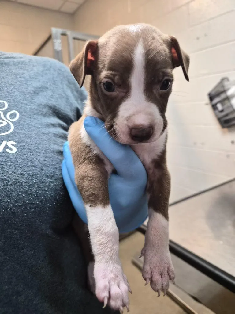 A baby medium-sized male Mixed Breed dog named Ai for adoption in Rome, GA