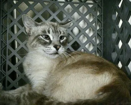 An adult small-sized female Siamese cat named Amelia for adoption in West Seneca, NY