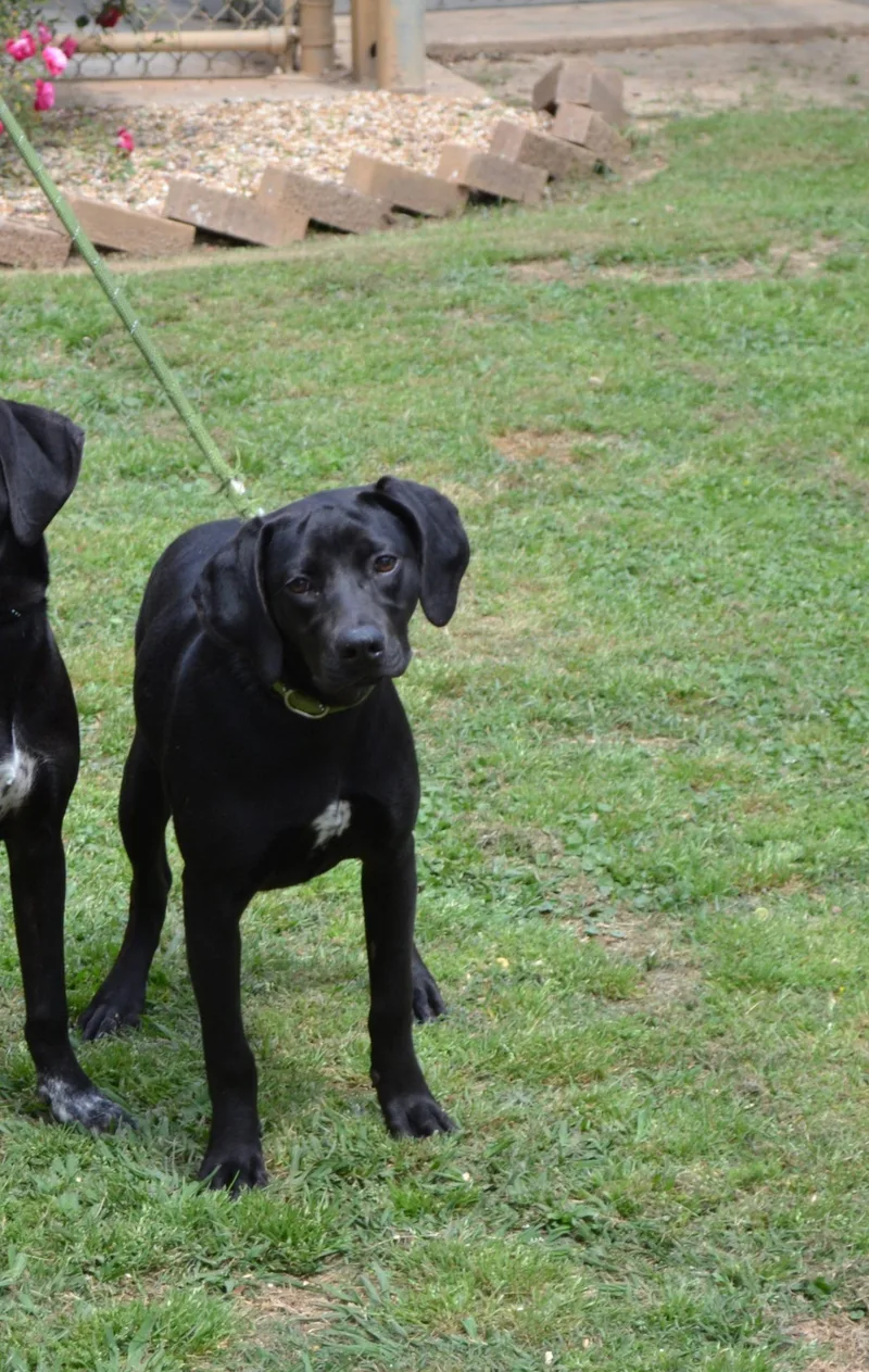 A baby small-sized female Black German Shorthaired Pointer dog named Sunny Sue for adoption in Jackson, LA