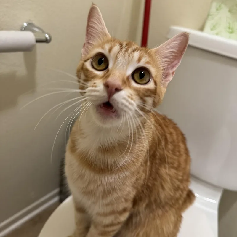 A young small-sized female Orange / Red Domestic Short Hair cat named Chicken Parmesan for adoption in Tustin, CA