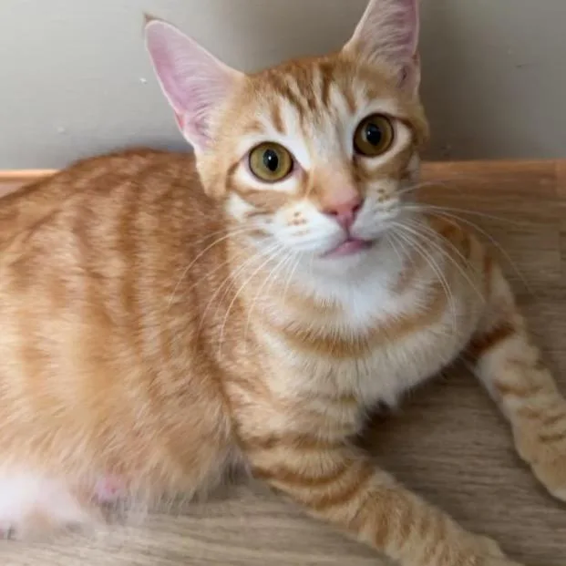 Chicken Parmesan thumbnail 2