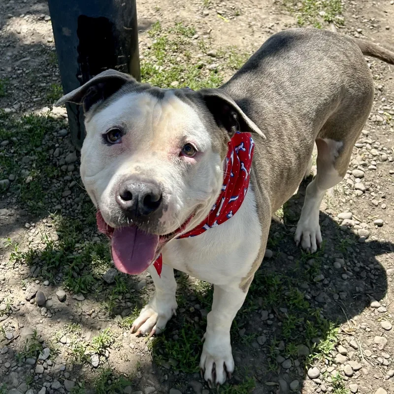 An adult large-sized female Brindle American Bulldog dog named Estrella for adoption in Buffalo, NY