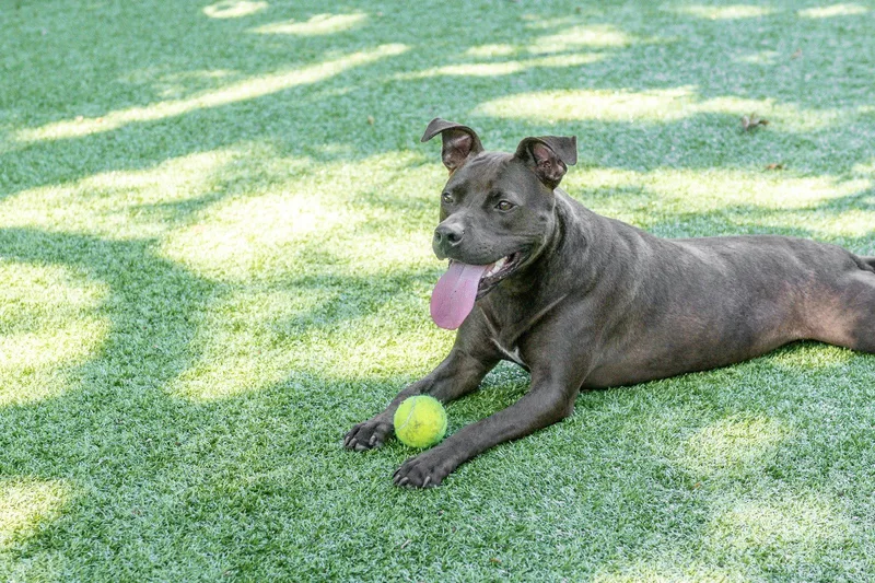 An adult large-sized female Terrier dog named Reina for adoption in Hilton Head Island, SC
