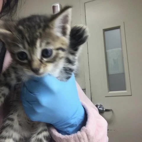 A young small-sized female Domestic Short Hair cat named Boo for adoption in Riverside, CA