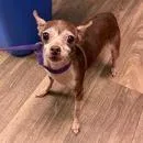 A senior small-sized female Black Chihuahua dog named Gigi Gem for adoption in Ramona, CA