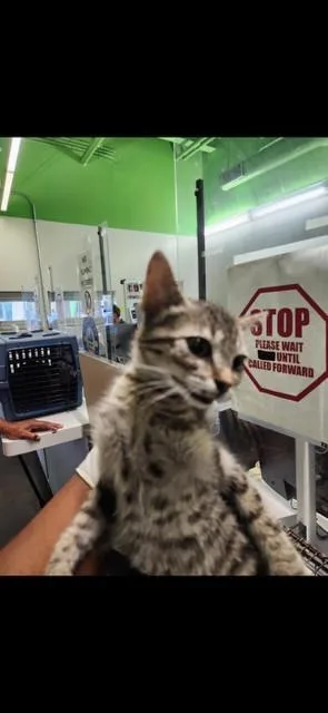 A baby small-sized male Domestic Short Hair cat named Pow for adoption in Los Angeles, CA