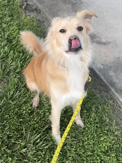 An adult large-sized female Mixed Breed dog named Reba for adoption in Vero Beach, FL