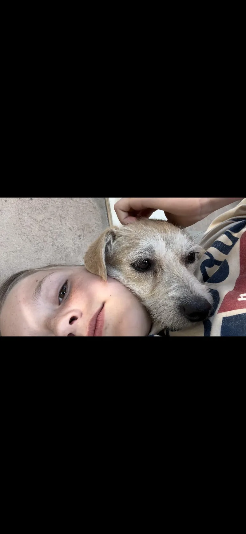 A young small-sized female Apricot / Beige Wirehaired Terrier dog named Bell for adoption in Hamden, CT