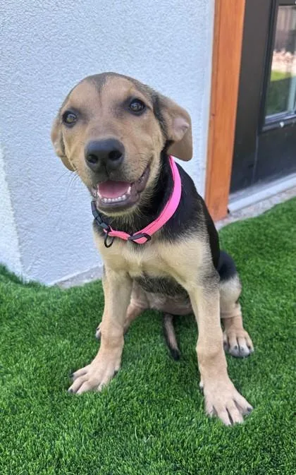 A baby medium-sized female Black Mixed Breed dog named 61312567 for adoption in El Paso, TX