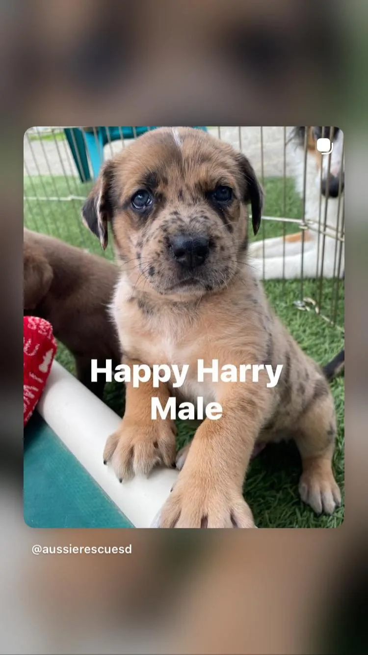 A baby large-sized male Labrador Retriever dog named Happy Harry for adoption in Ramona, CA