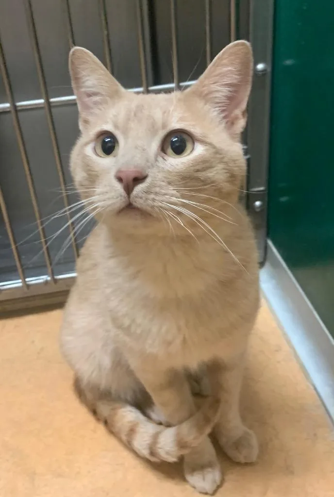 A young medium-sized male Domestic Short Hair cat named Simba for adoption in Thayne, WY