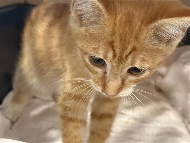 A baby small-sized female Domestic Short Hair cat named Lenny for adoption in Charlotte, NC