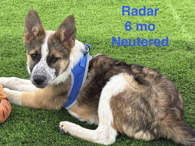 Radar