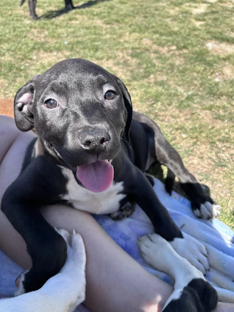 A young medium-sized female Pit Bull Terrier dog named Velma for adoption in Ayden, NC