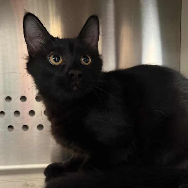 A baby small-sized male Black Domestic Long Hair cat named Nelson NM for adoption in Denver, CO