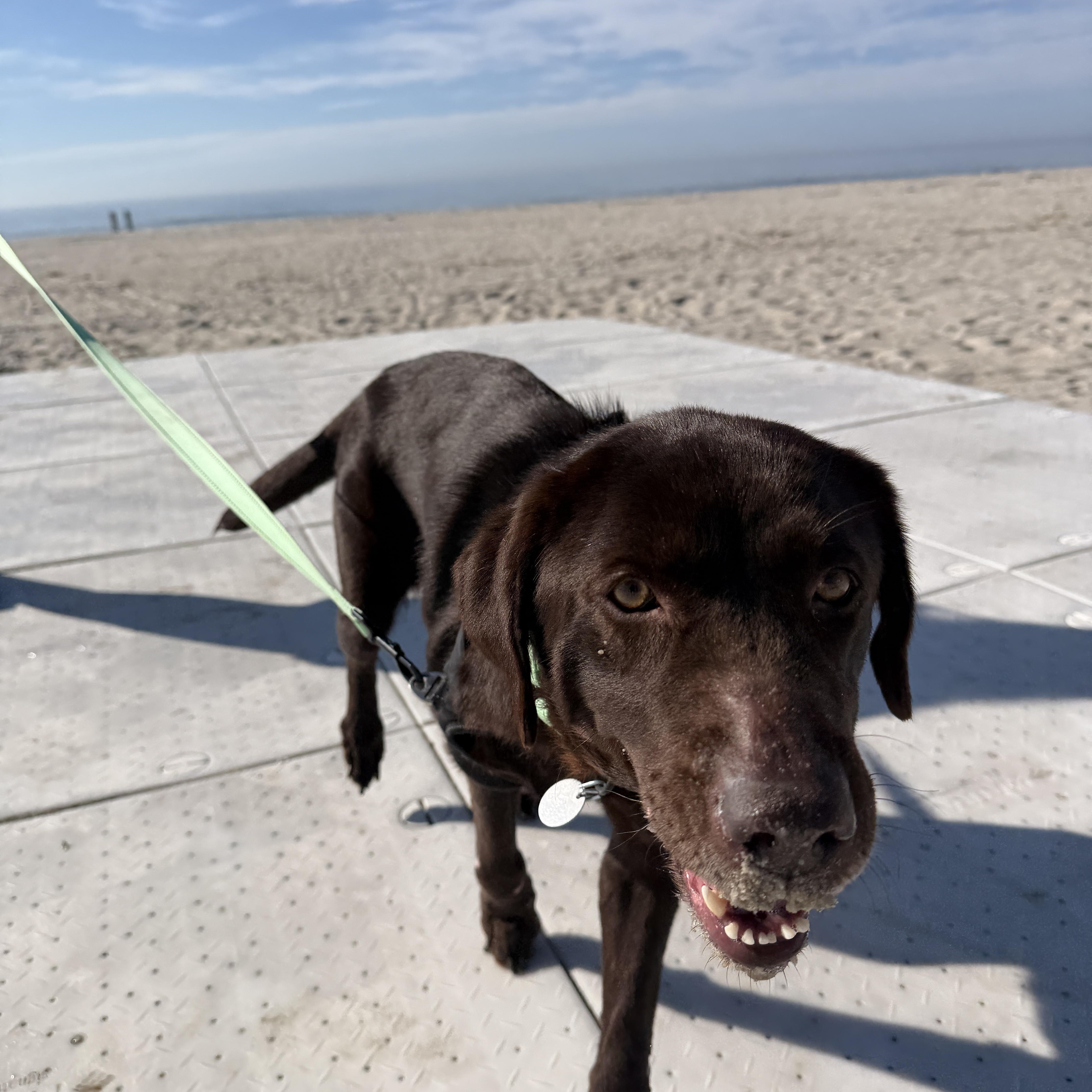 A young large-sized female Brown / Chocolate Chocolate Labrador Retriever dog named Nyssa for adoption in Warrington, PA