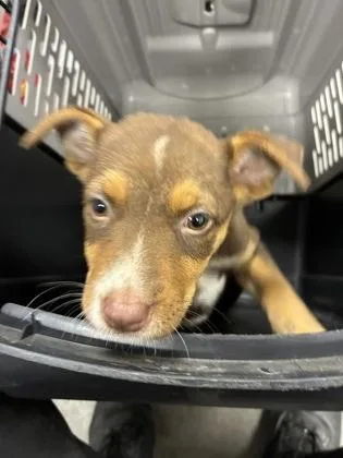 A baby small-sized female Pit Bull Terrier dog named Ellery for adoption in Fresno, CA