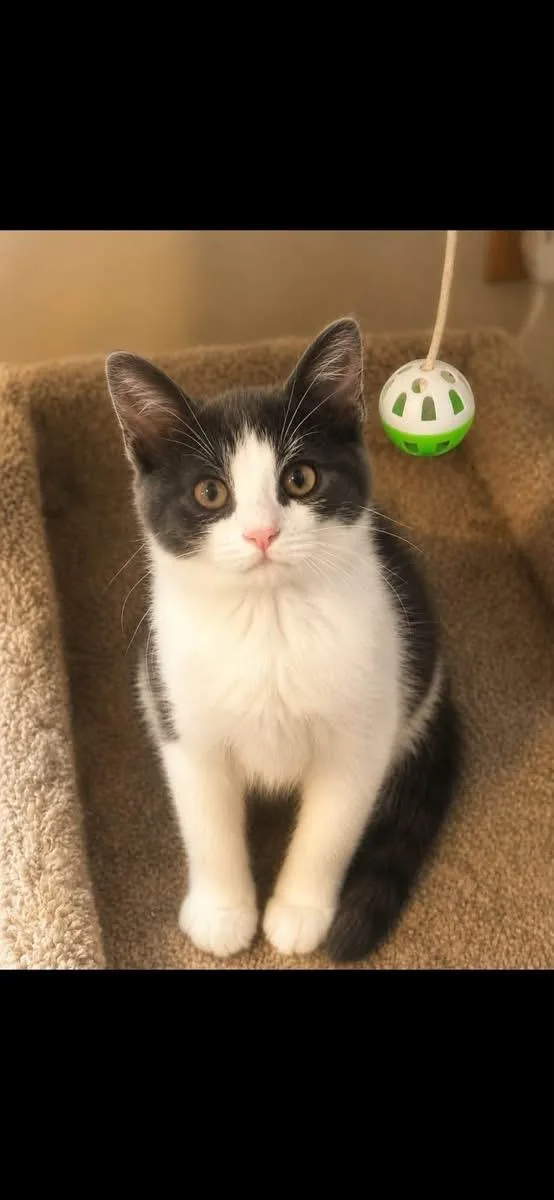 A baby small-sized male Domestic Short Hair cat named Prince and Duke bonded for adoption in Enfield, CT