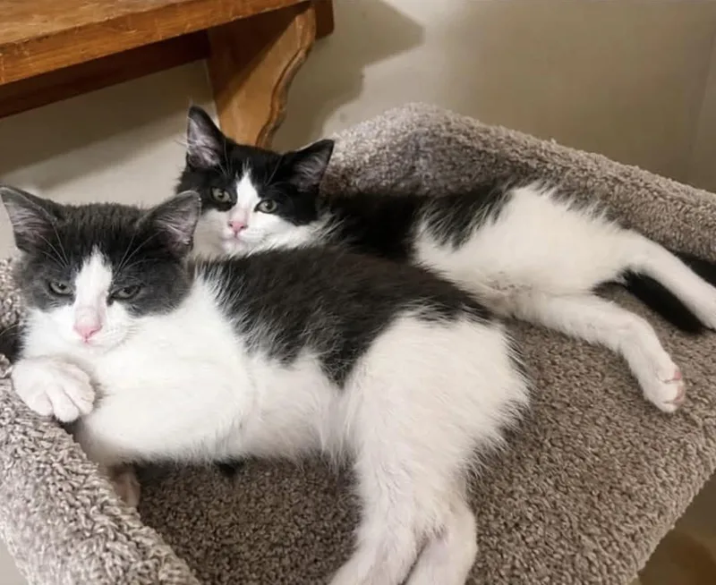 Prince and Duke bonded thumbnail 4