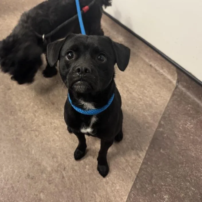 A young small-sized male Pug dog named Oak for adoption in Saint Louis, MO