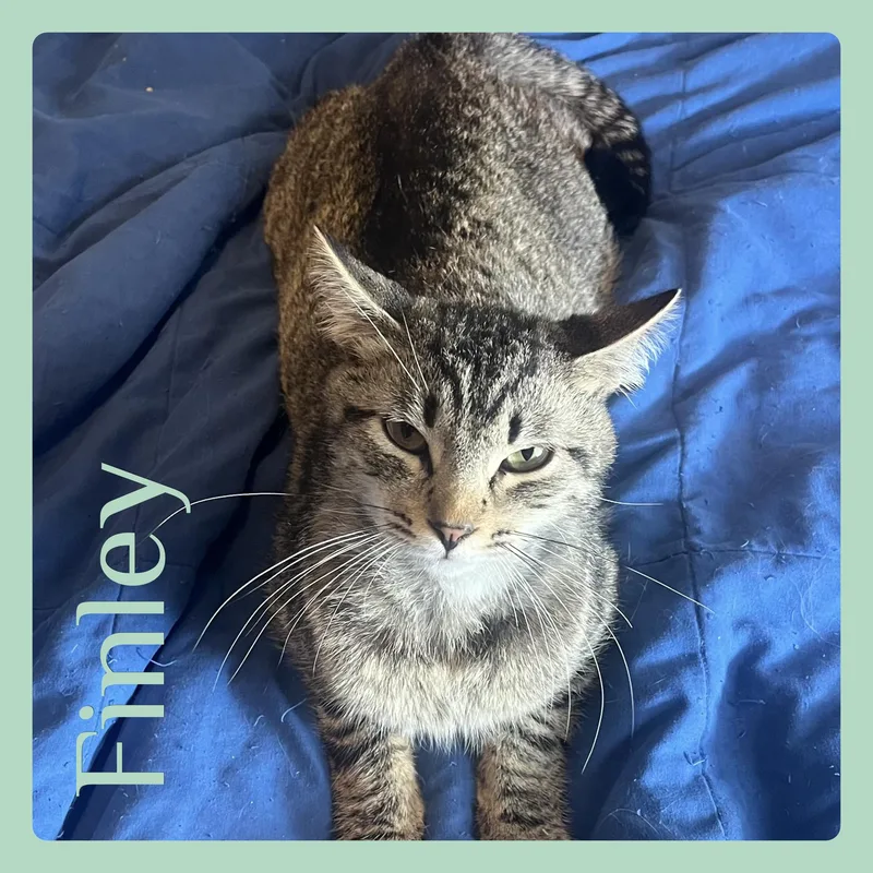 A young medium-sized male Tabby (Brown / Chocolate) Tabby cat named Finley for adoption in Lawton, OK