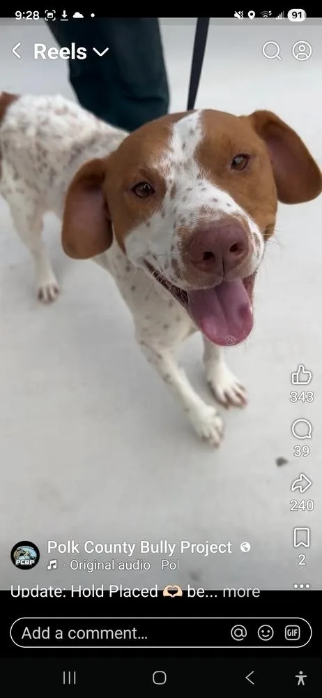 An adult medium-sized male Tricolor (Brown, Black, & White) Pointer dog named Jackson for adoption in Lakeland, FL