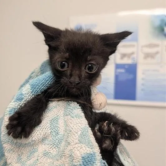 A baby small-sized male Black Domestic Short Hair cat named Ares for adoption in Jacksonville, FL