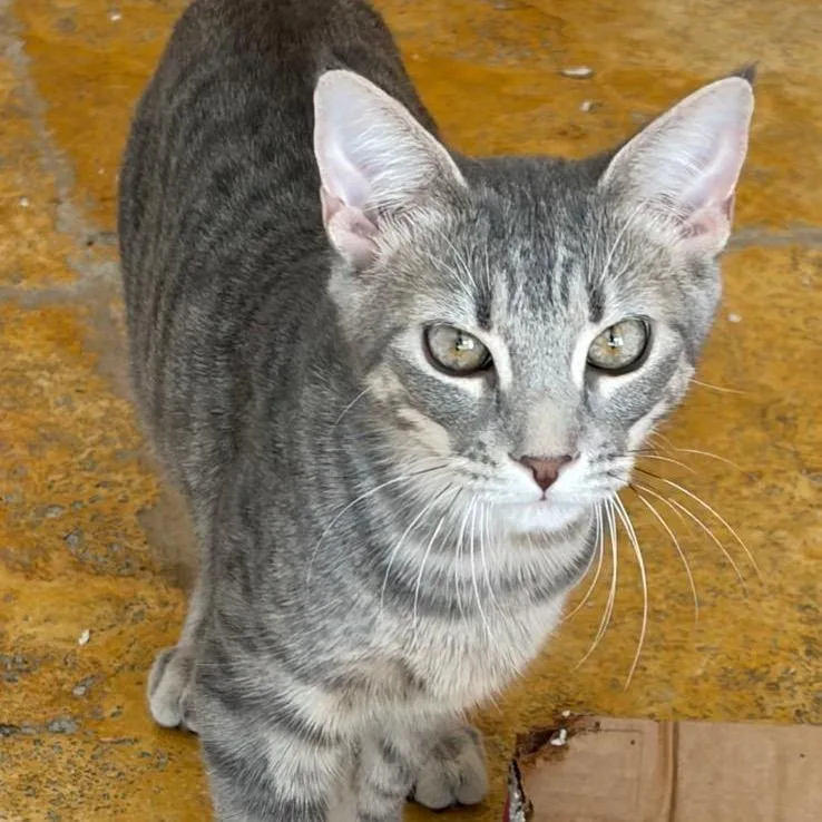 A young medium-sized male Gray / Blue / Silver Domestic Short Hair cat named Sterling for adoption in Hamburg, NY
