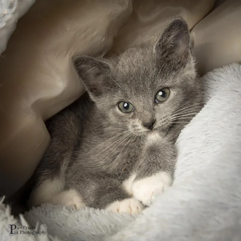 A young medium-sized female Gray / Blue / Silver Domestic Short Hair cat named Violet for adoption in Maryville, TN