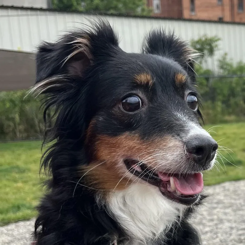 Penny