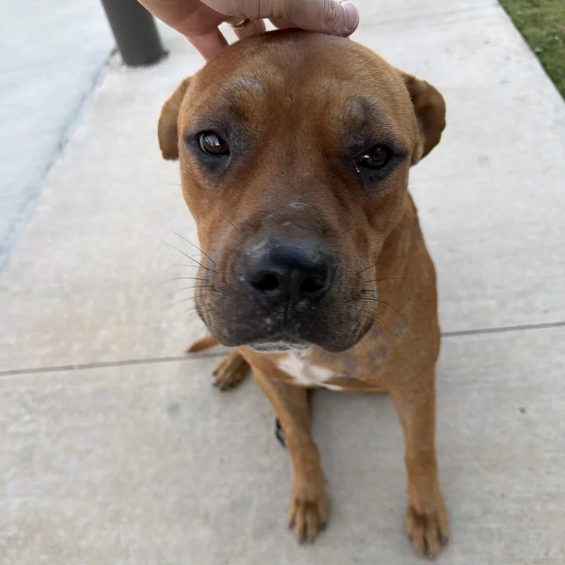 A young medium-sized male Brown / Chocolate Boxer dog named Billy for adoption in Montgomery, AL