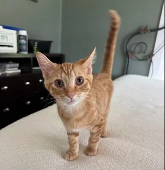 A baby small-sized male Tabby (Orange / Red) Domestic Short Hair cat named Popcorn for adoption in Nashville, TN