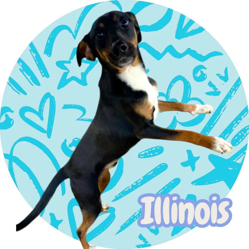 Illinois thumbnail 3