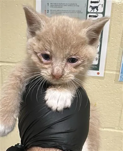 A baby small-sized male Domestic Short Hair cat named Charlie for adoption in Sacramento, CA