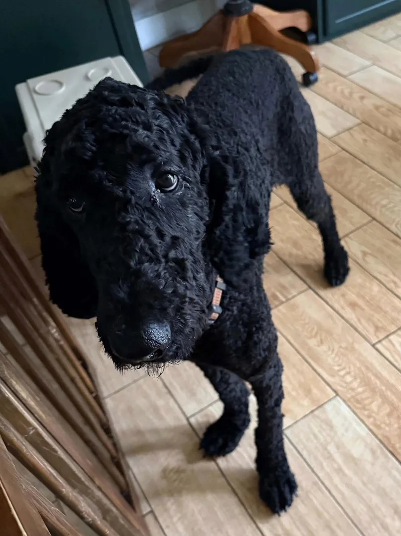 A young large-sized male Black Standard Poodle dog named Cash for adoption in Wilmington, NC